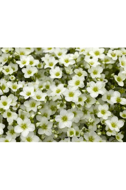 Камнеломка Арендса Айс Корал Перл Уайт